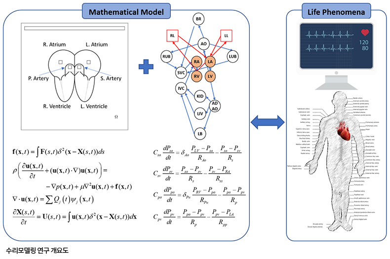 수리모델링 연구 개요도 안에 오른쪽은 수리적 모델, 왼쪽은 생명 현상